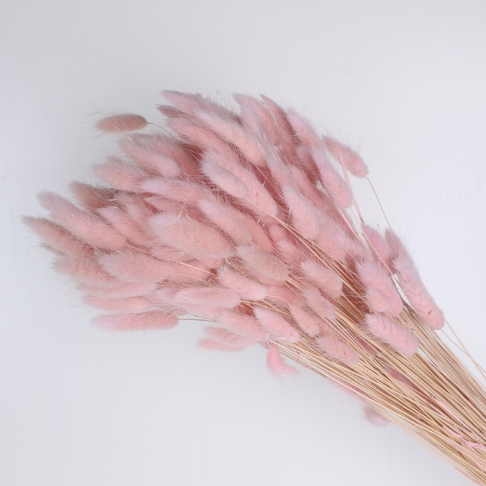 Лагурус розовый