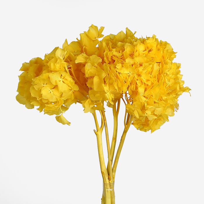 Гортензия стабилизированная желтая - 3 шт.