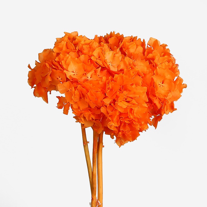 Гортензия стабилизированная оранжевая - 3 шт.