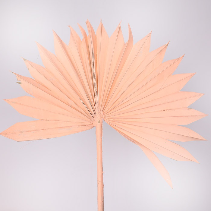 Пальмове сонце рожеве