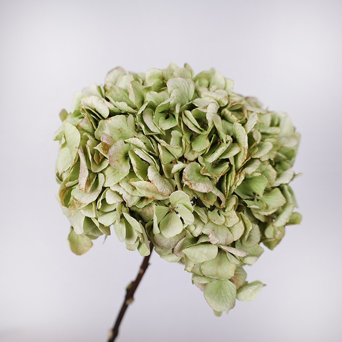 Гортензия сухоцвет, зеленая