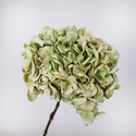 Гортензия сухоцвет, зеленая