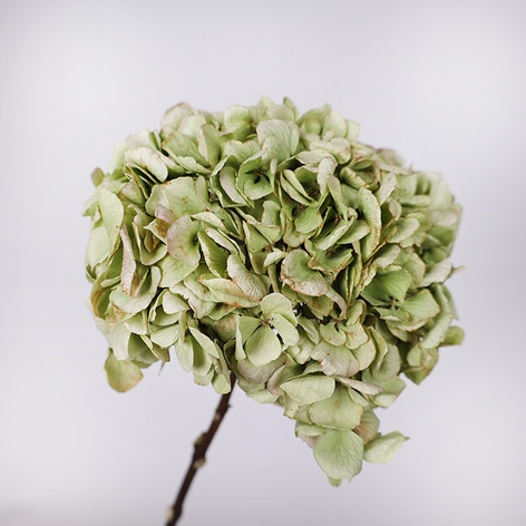 Гортензия сухоцвет, зеленая