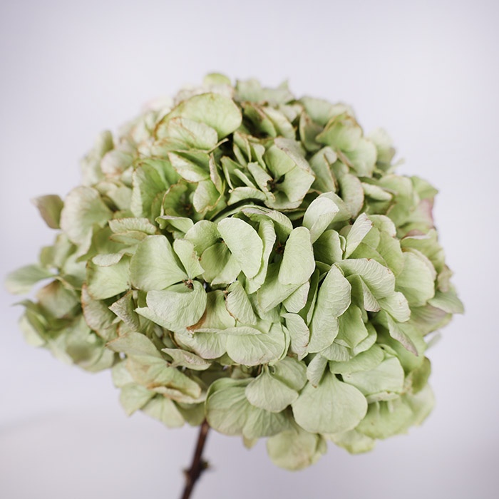 Гортензия сухоцвет, зеленая