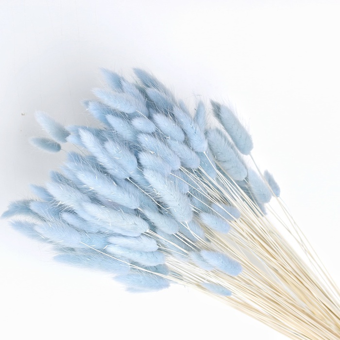 Лагурус голубой