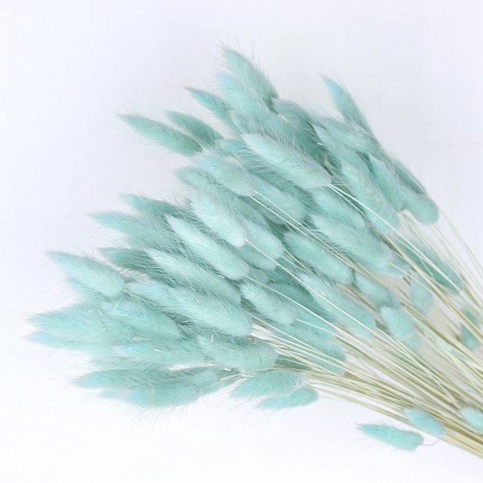 Лагурус тифани