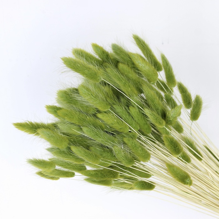 Лагурус зеленый