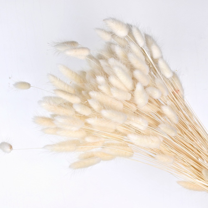 Лагурус белый