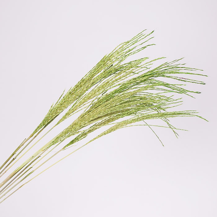 Мискантус крашенный, зеленый