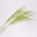 Мискантус крашенный, зеленый