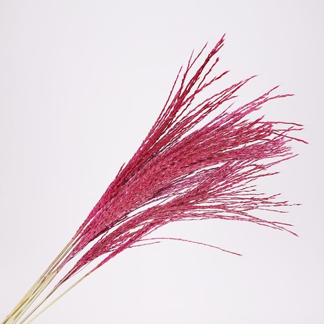 Мискантус крашенный, малиновый