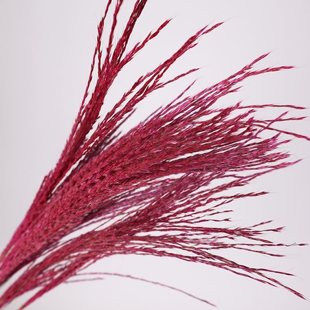 Мискантус крашенный, малиновый