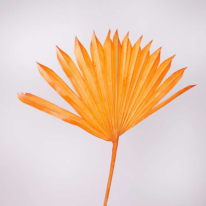 Пальмове сонце помаранчеве