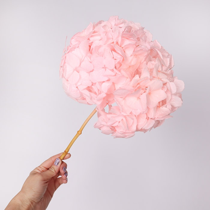 Гортензия стабилизированная, розовая