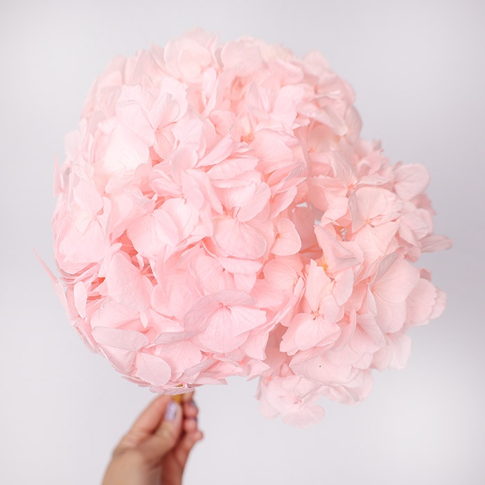 Гортензия стабилизированная, розовая