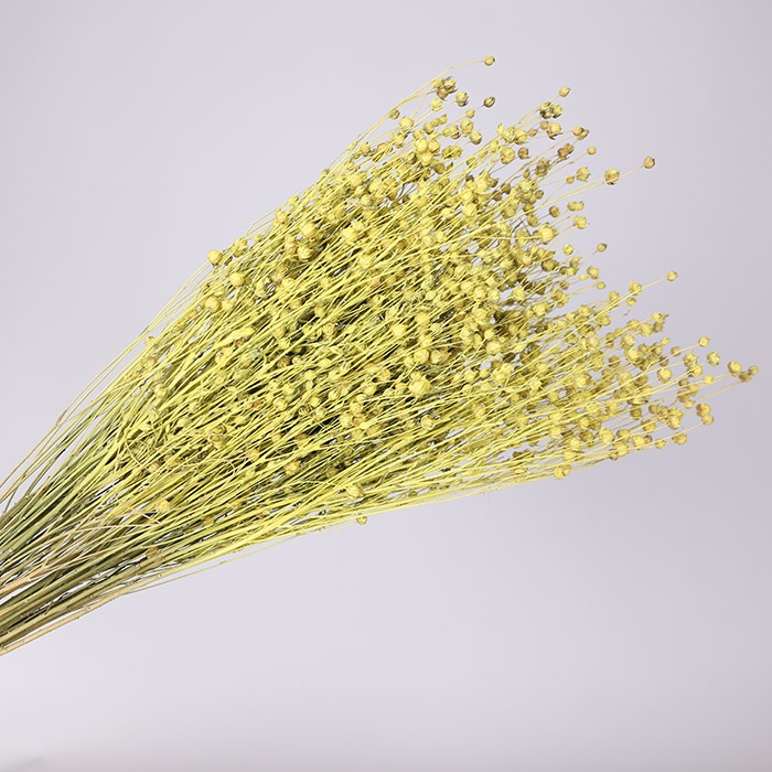 Льон фарбований, жовтий