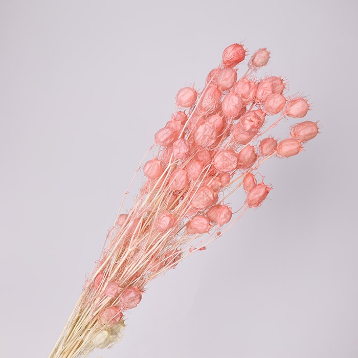 Нигелла крашенная, розовая