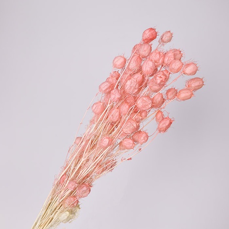 Нигелла крашенная, розовая