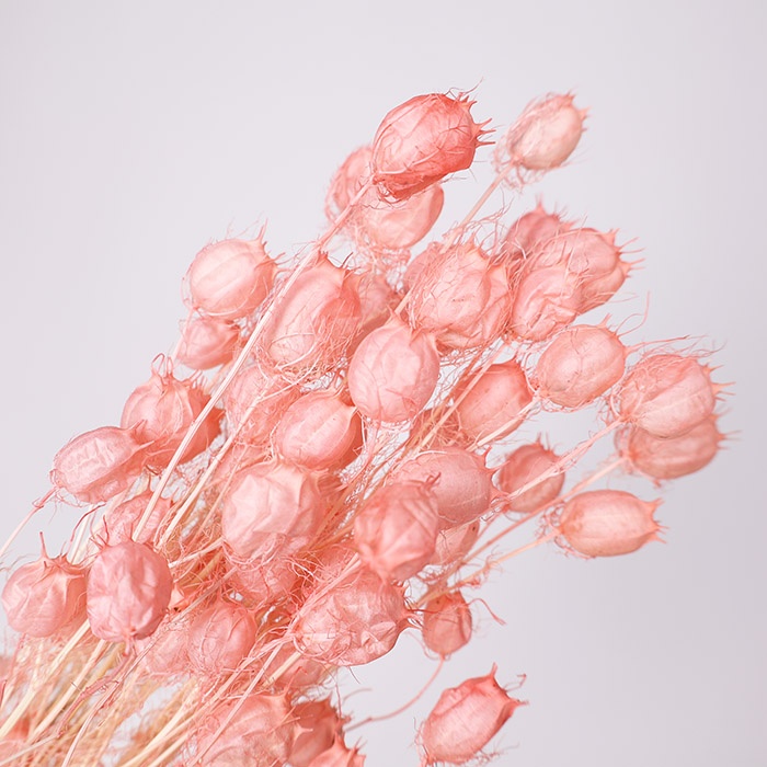 Нигелла крашенная, розовая