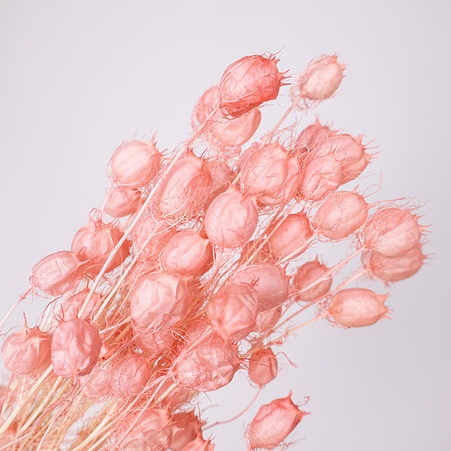 Нигелла крашенная, розовая