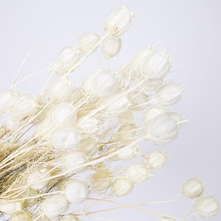 Нигелла выбеленная