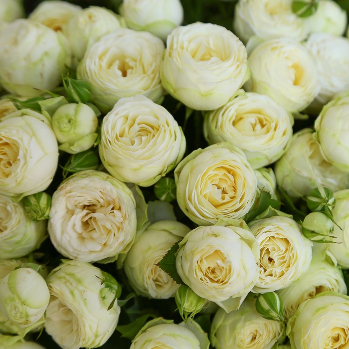 Букет з 21 гілки кущової троянди Сноу Волд
