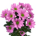 Хризантема бакарди розовая