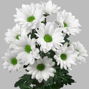 Хризантема бакарди белая