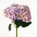 Гортензия лавандовая