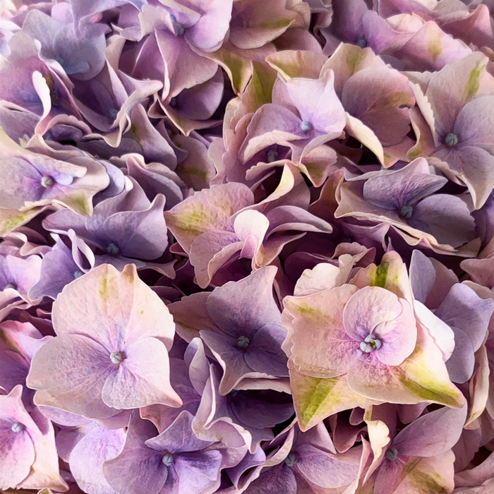 Гортензия лавандовая