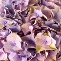 Гортензия лавандовая