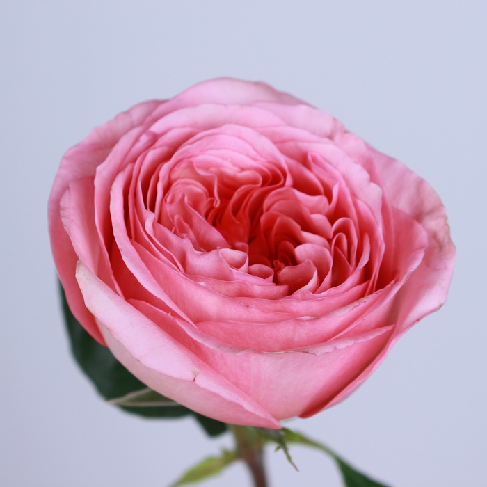 Роза Пинк Экспрешн