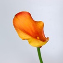 Калла оранжевая