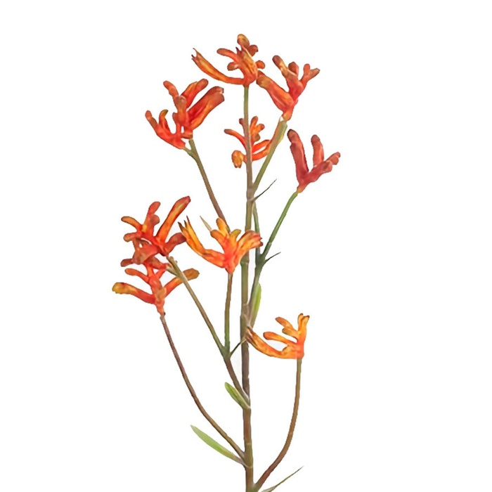 Анигозантус оранжевый