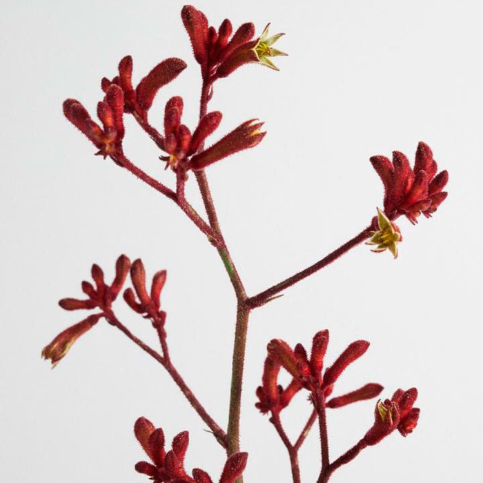 Анігозантус бордо