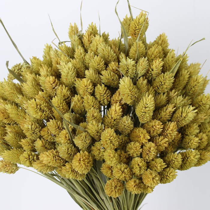 Фалярис желтый