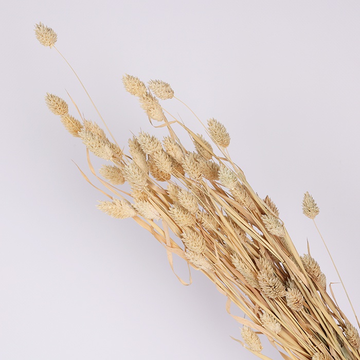 Фалярис натуральный, пучок