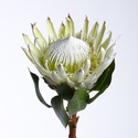 Протея королевская, белая
