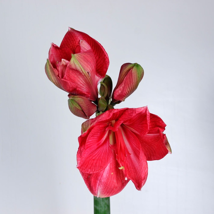 Амариліс малиновий