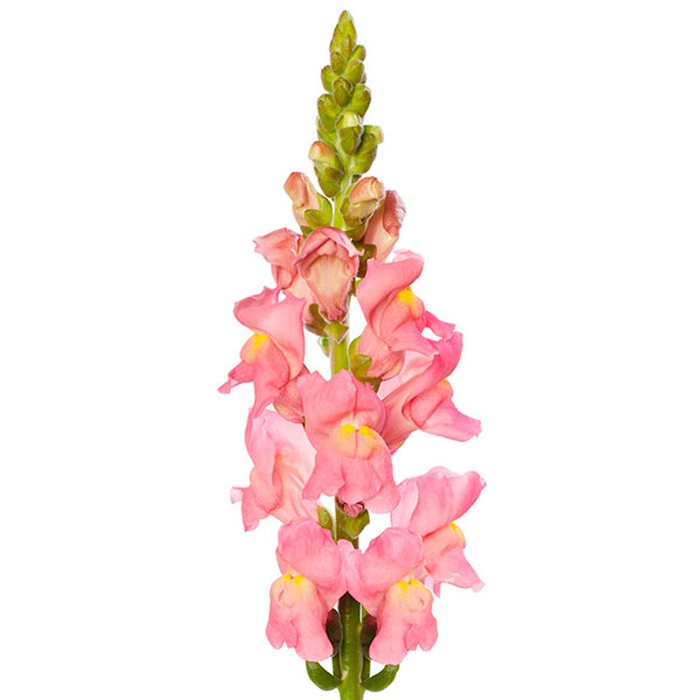 Антирринум розовый