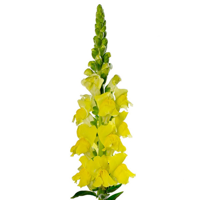 Антирринум желтый