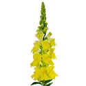 Антирринум желтый