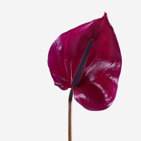 Антуриум бордо