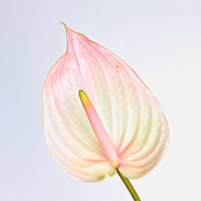 Антуриум биколор