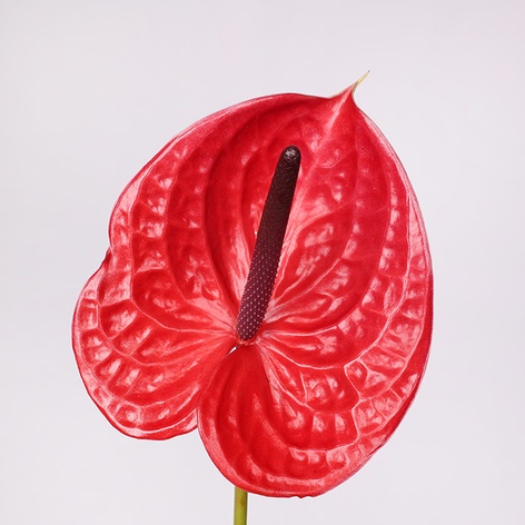 Антуриум красный