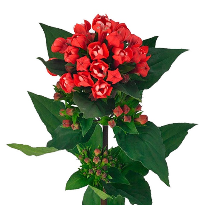 Бувардія алая