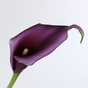Калла фиолетовая