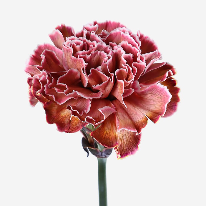 Гвоздика бордо биколор