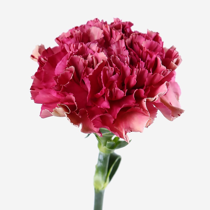 Гвоздика малиновая