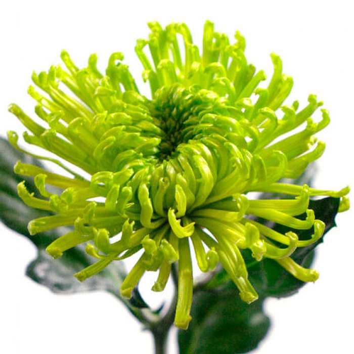 Хризантема Анастасія